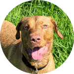 Canine Athletics Dog Playing - Boarding Daycare