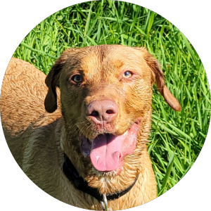 Canine Athletics Dog Playing - Boarding Daycare