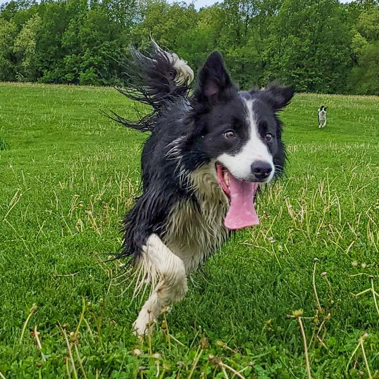 Dog running in grass at doggy daycare and boarding for canine athletes