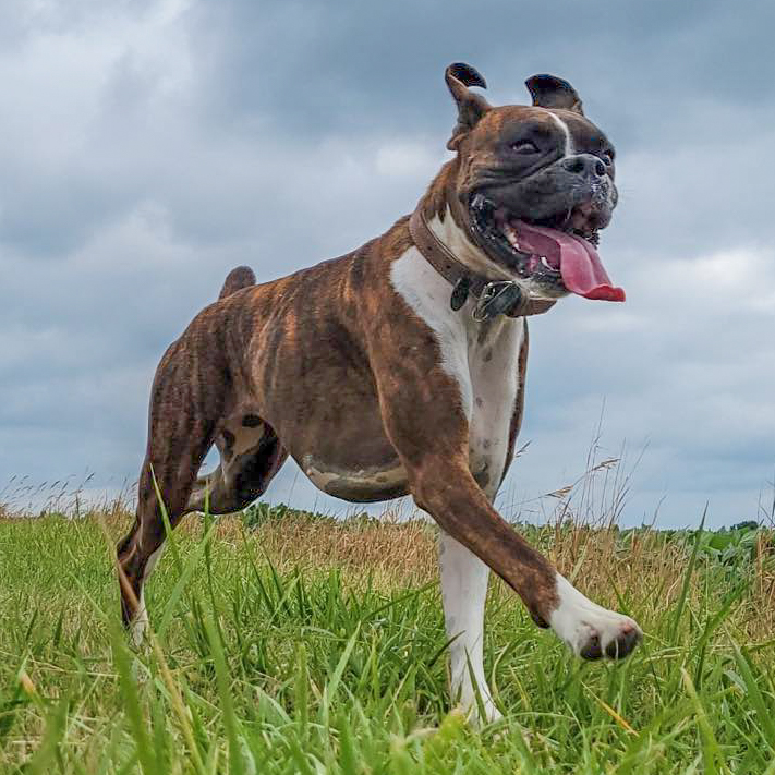 Canine Athletics Dog Playing at Dog Daycare