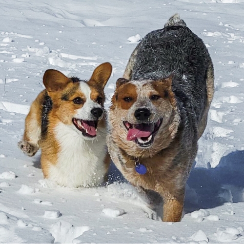 Canine Athletics Dogs Playing in the Snow