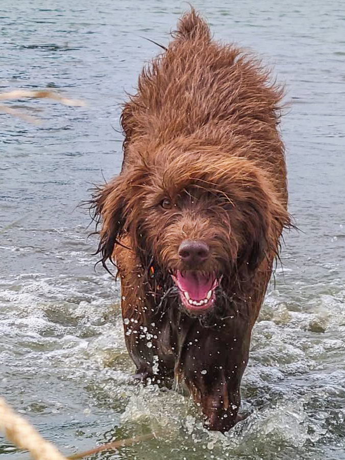 Dog splashing through the water at dog daycare and boarding at Canine Athletics