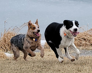 Dogs playing chase at Canine Athletics