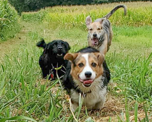 canine athletics dogs playing