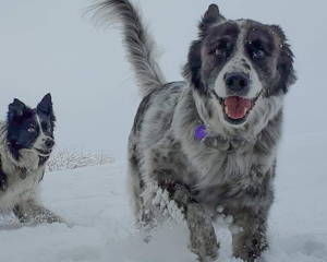 Dogs playing in snow at doggy daycare and boarding with Canine Athletics