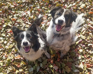 canine athletics dogs sitting together