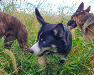 Canine Athletics dogs playing together